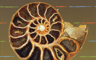 IL MERAVIGLIOSO MONDO DEI FOSSILI